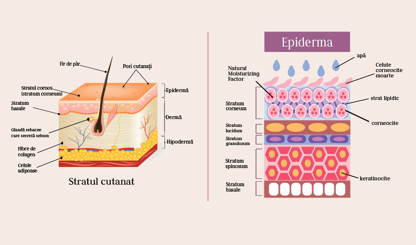 Ce știi despre pielea ta?